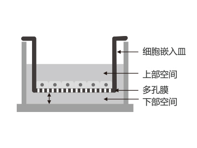懸掛式設計，嵌入皿移細胞嵌入皿移動時單層細胞不受影響上部空間 ，還能防止培養(yǎng)液通過中毛細作用流失